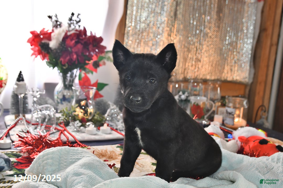 Belgian Malinois dogs for sale: Zeus - Ad 4