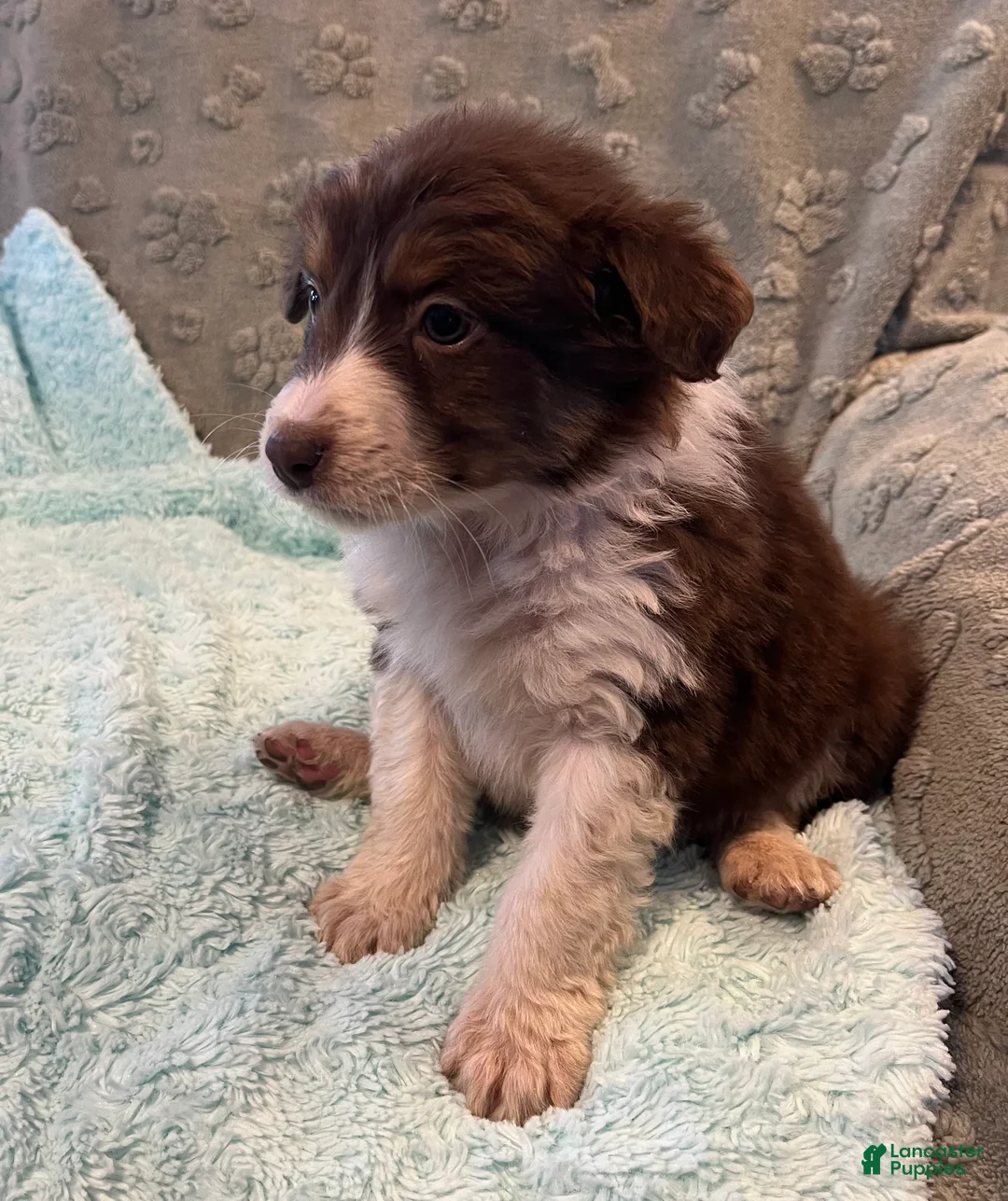 Australian Shepherd dogs for sale: Millie - Ad 2