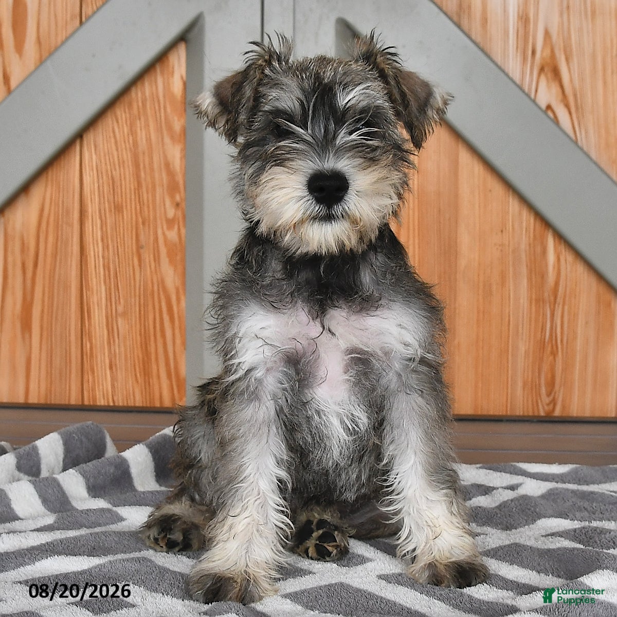 Miniature Schnauzer dogs Martha - Ad 1