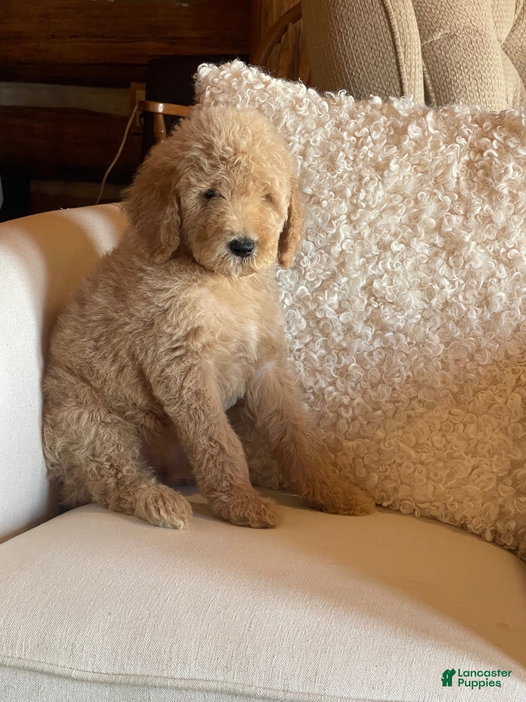 Goldendoodle dogs for sale: “Moose” CKC Goldendoodle 🐶 parents dna/health tested clear - Ad 3
