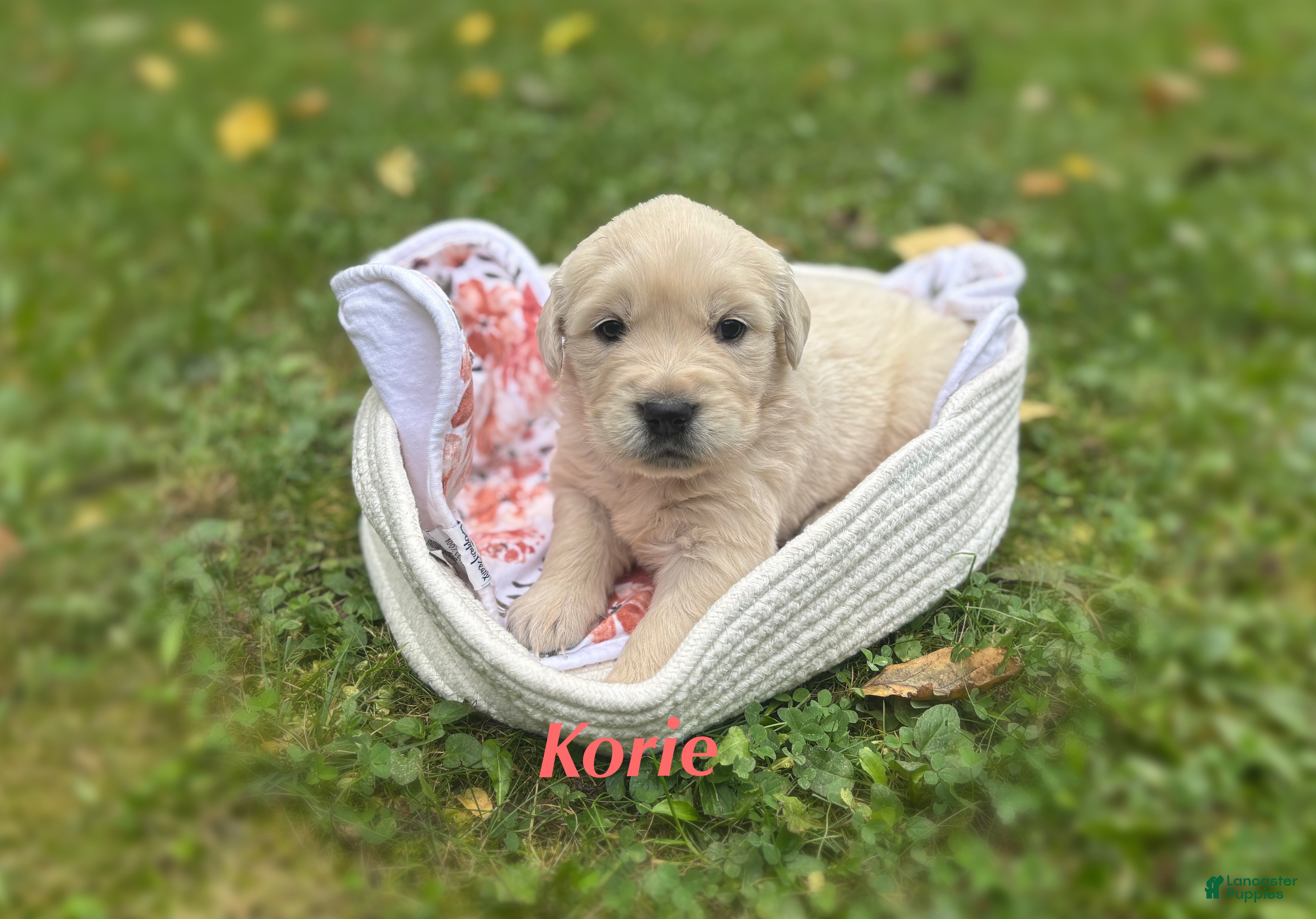 Golden Retriever dogs Korie - Ad 12