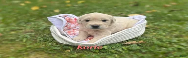 Korie