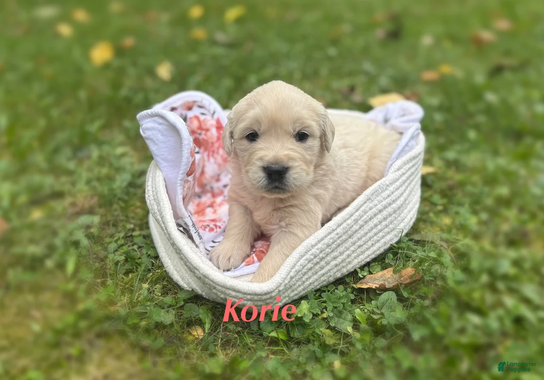Golden Retriever dogs for sale: Korie - Ad 1