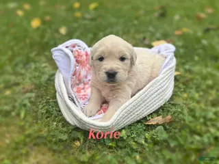 Golden Retriever dogs Korie - Ad 12
