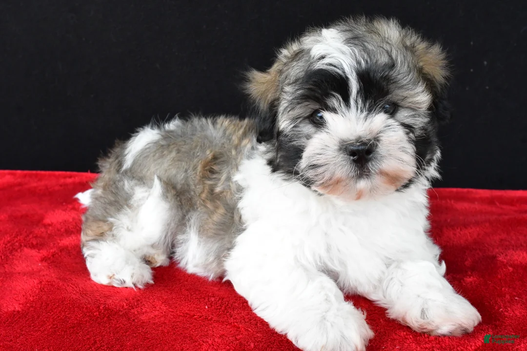 Malshi dogs for sale: Jackson - Ad 10