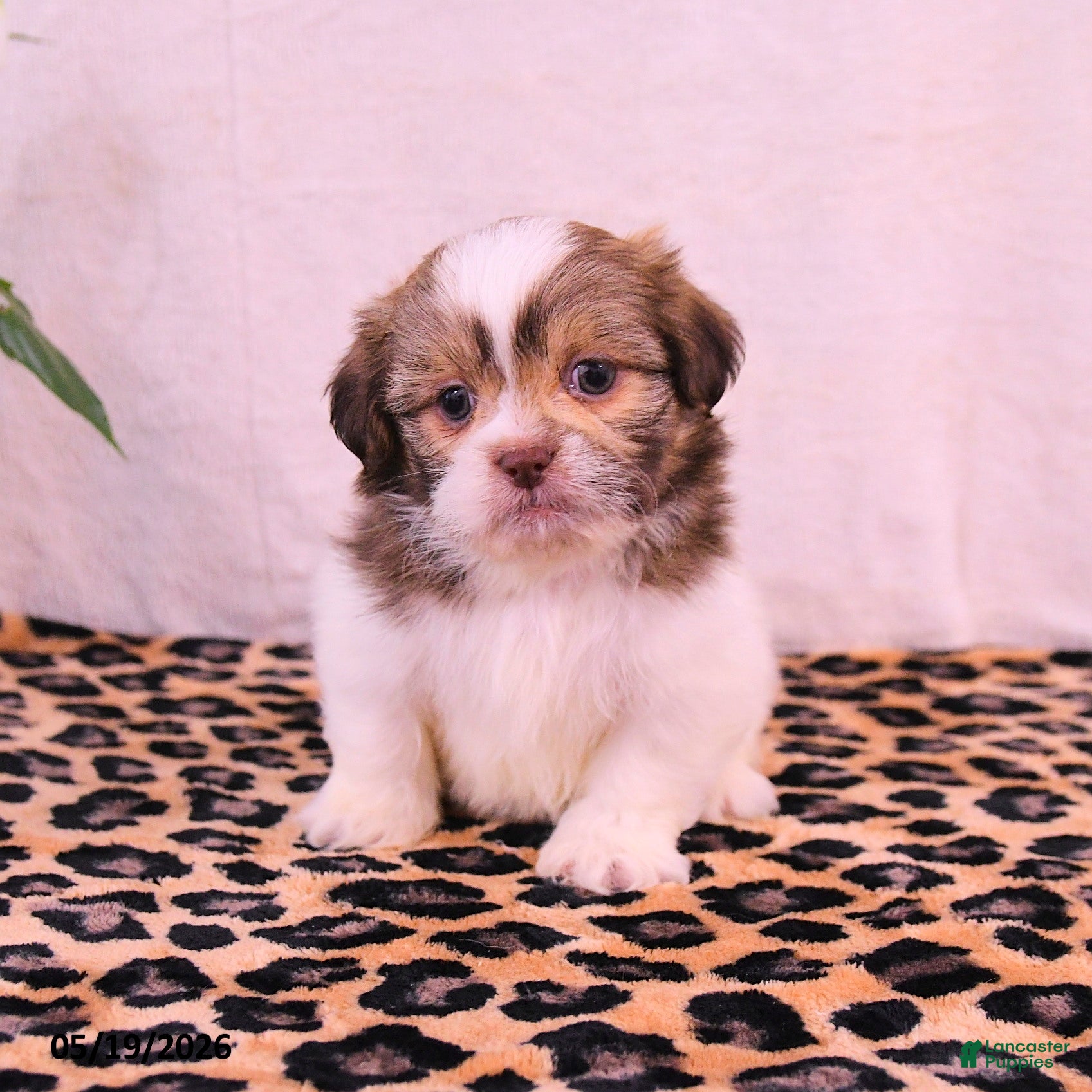 Shih Tzu dogs Stephanie - Ad 1