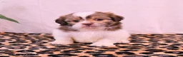 Shih Tzu dogs for sale: Stephanie - Ad 1