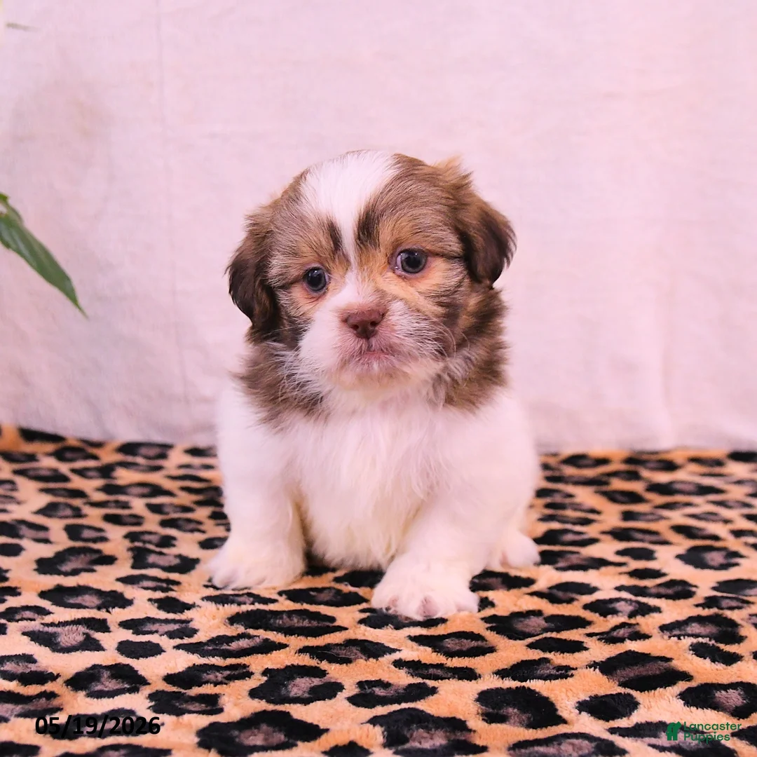 Shih Tzu dogs for sale: Stephanie - Ad 1