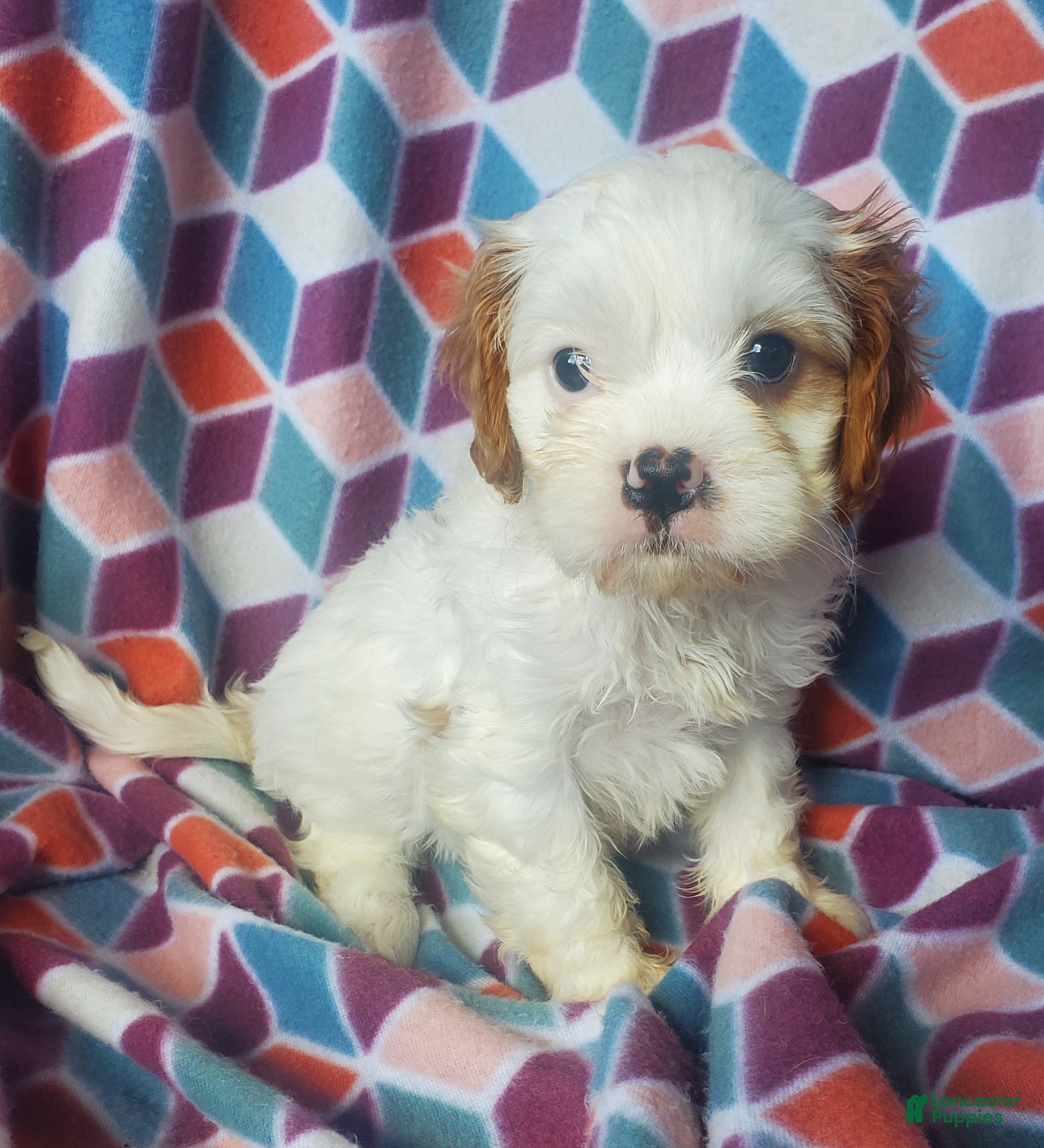 Cavachon dogs Evie - Ad 2