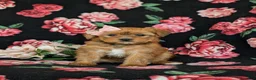 Shorkie dogs for sale: Melody Hypoallergenic - Ad 1