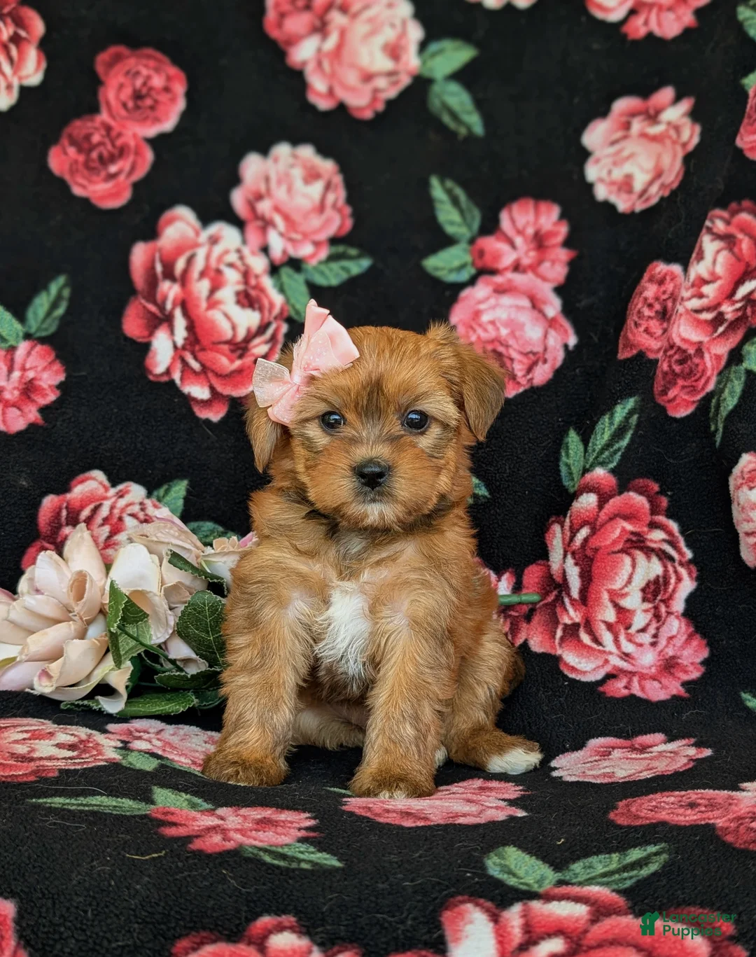 Shorkie dogs for sale: Melody Hypoallergenic - Ad 1