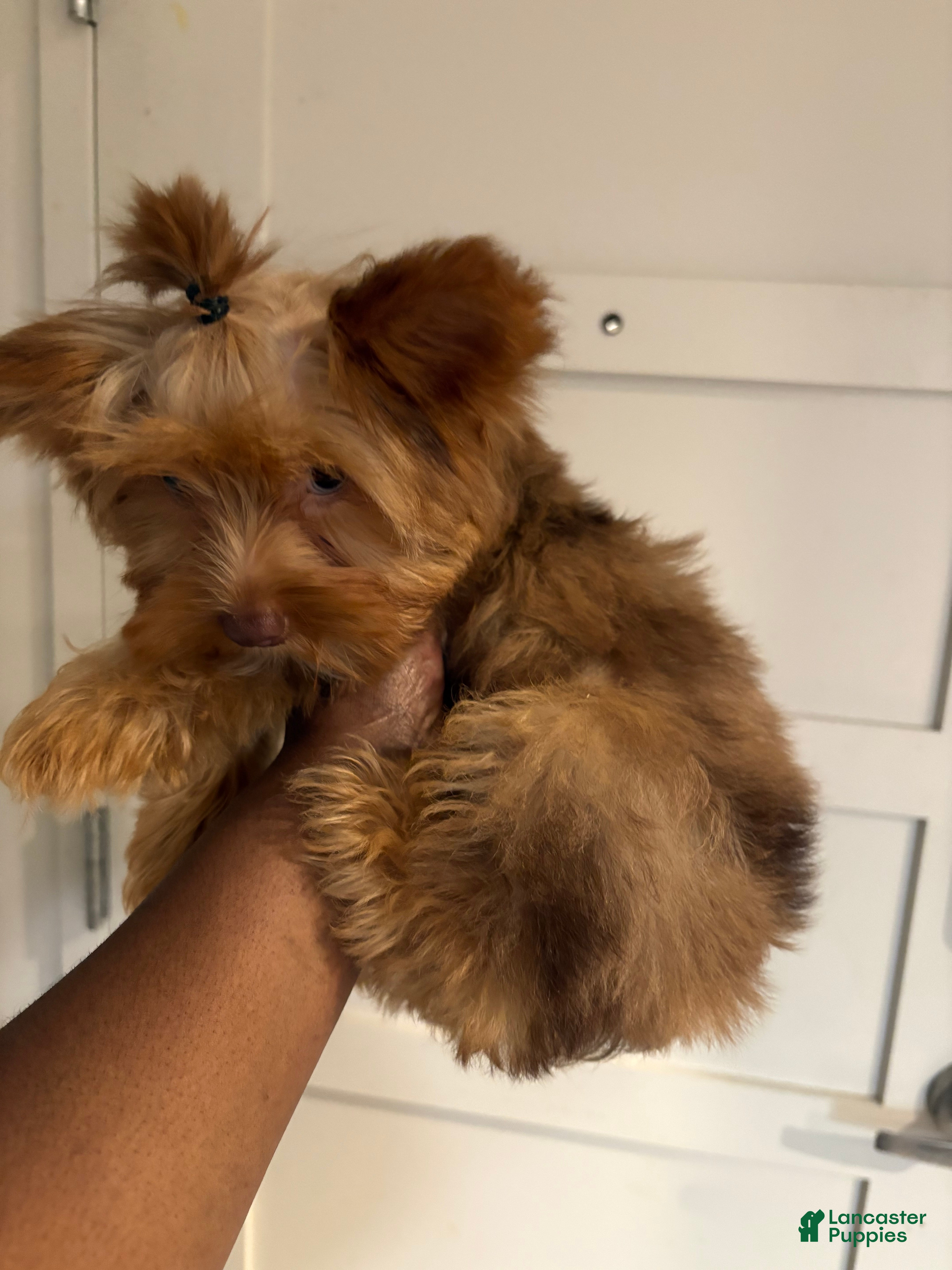 Yorkshire Terrier dogs Autumn - Ad 2