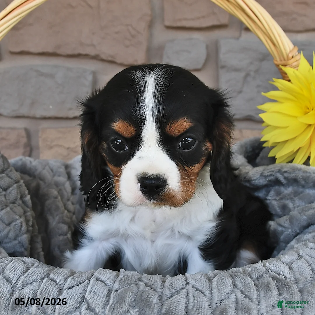 Cavalier King Charles Spaniel dogs for sale: Ranger - Ad 2