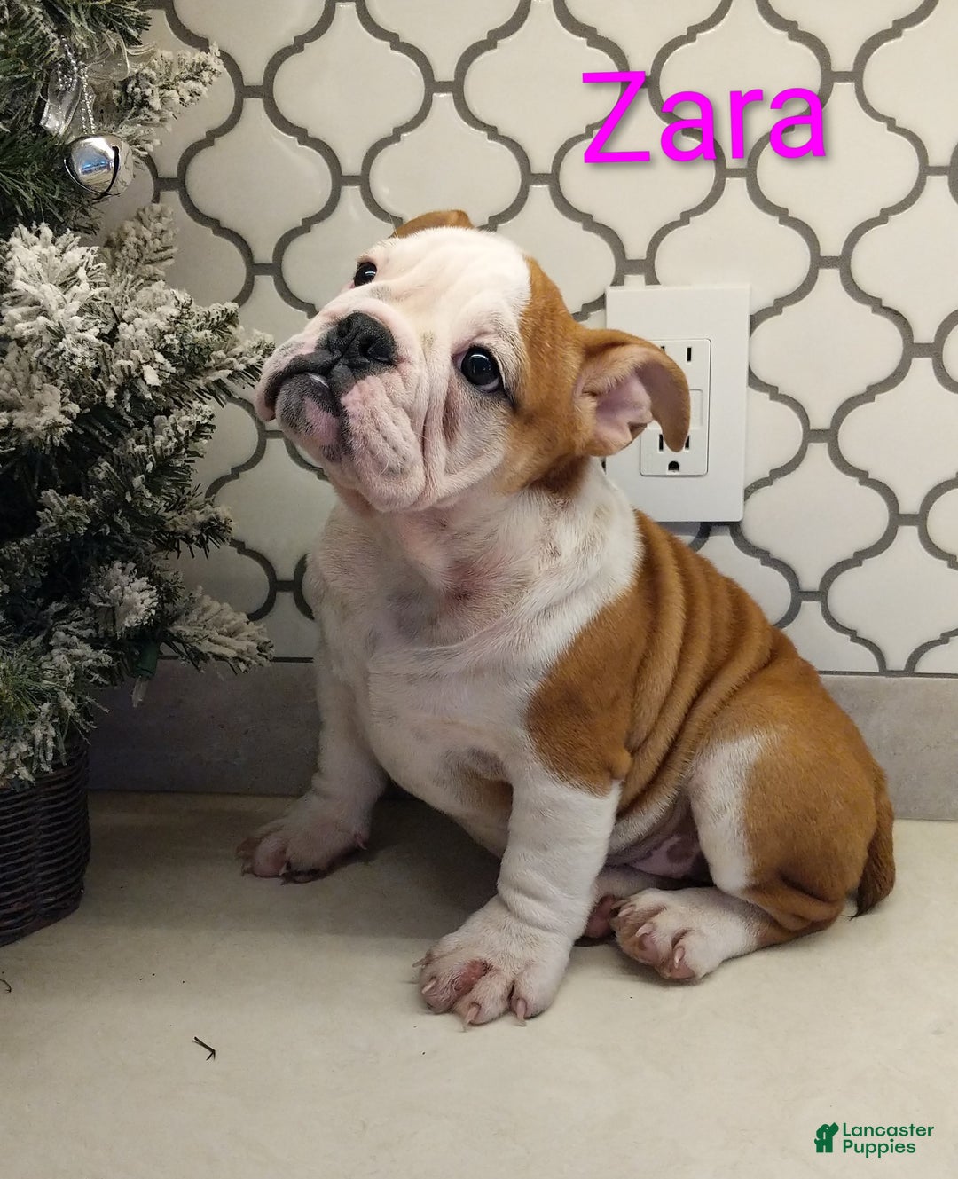 English Bulldog dogs for sale: AKC Zara  - Ad 16