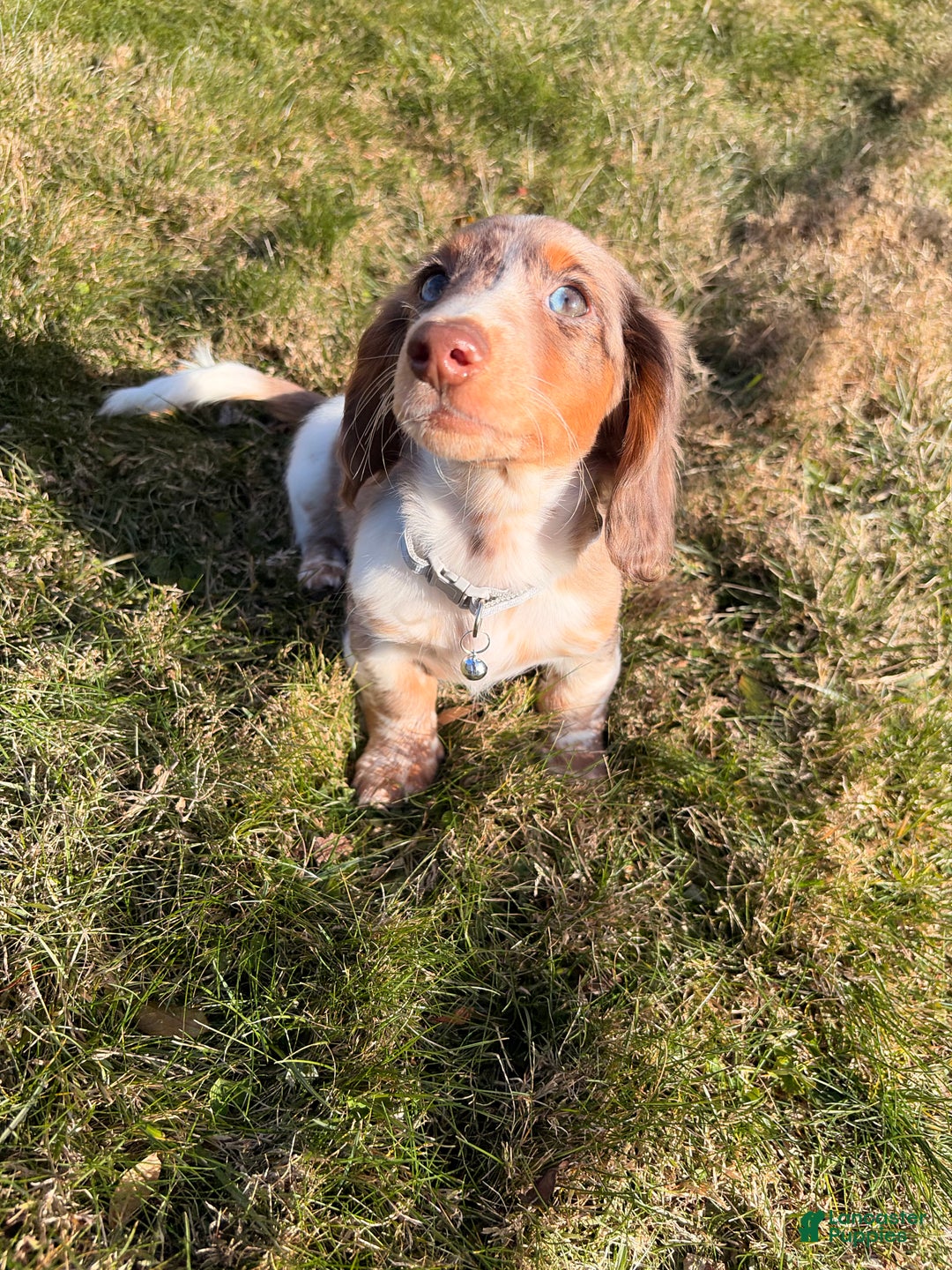 Miniature Dachshund dogs for sale: Scrappy doo - Ad 6