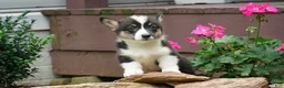 Welsh Corgi Pembroke dogs for sale: Willow - Ad 4