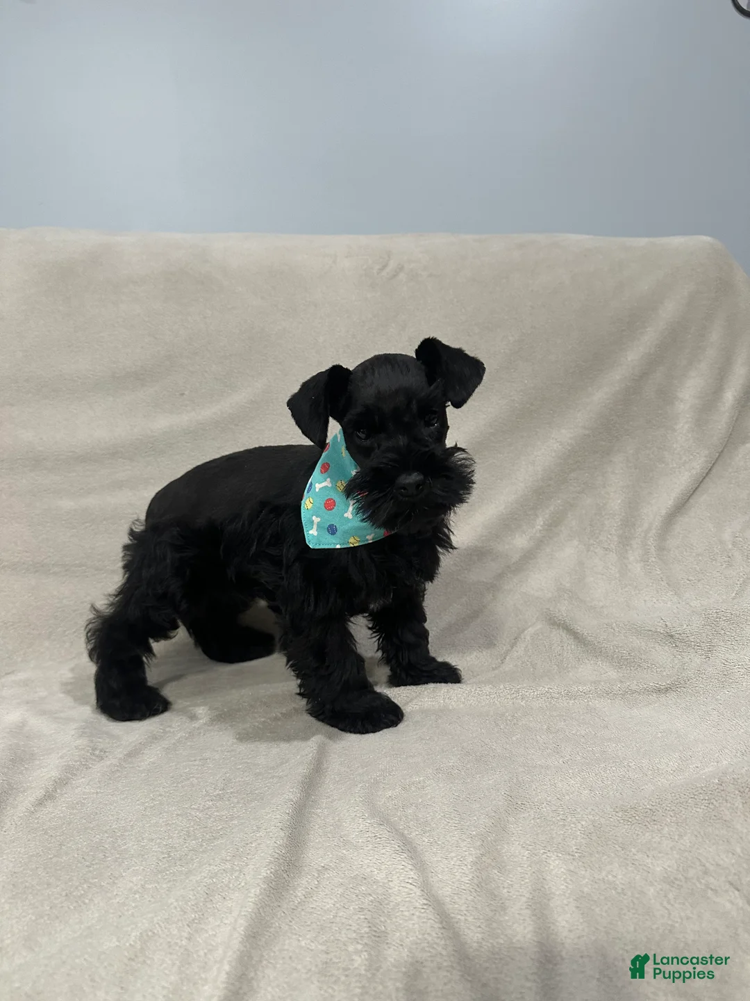 Miniature Schnauzer dogs for sale: Benny - Ad 5