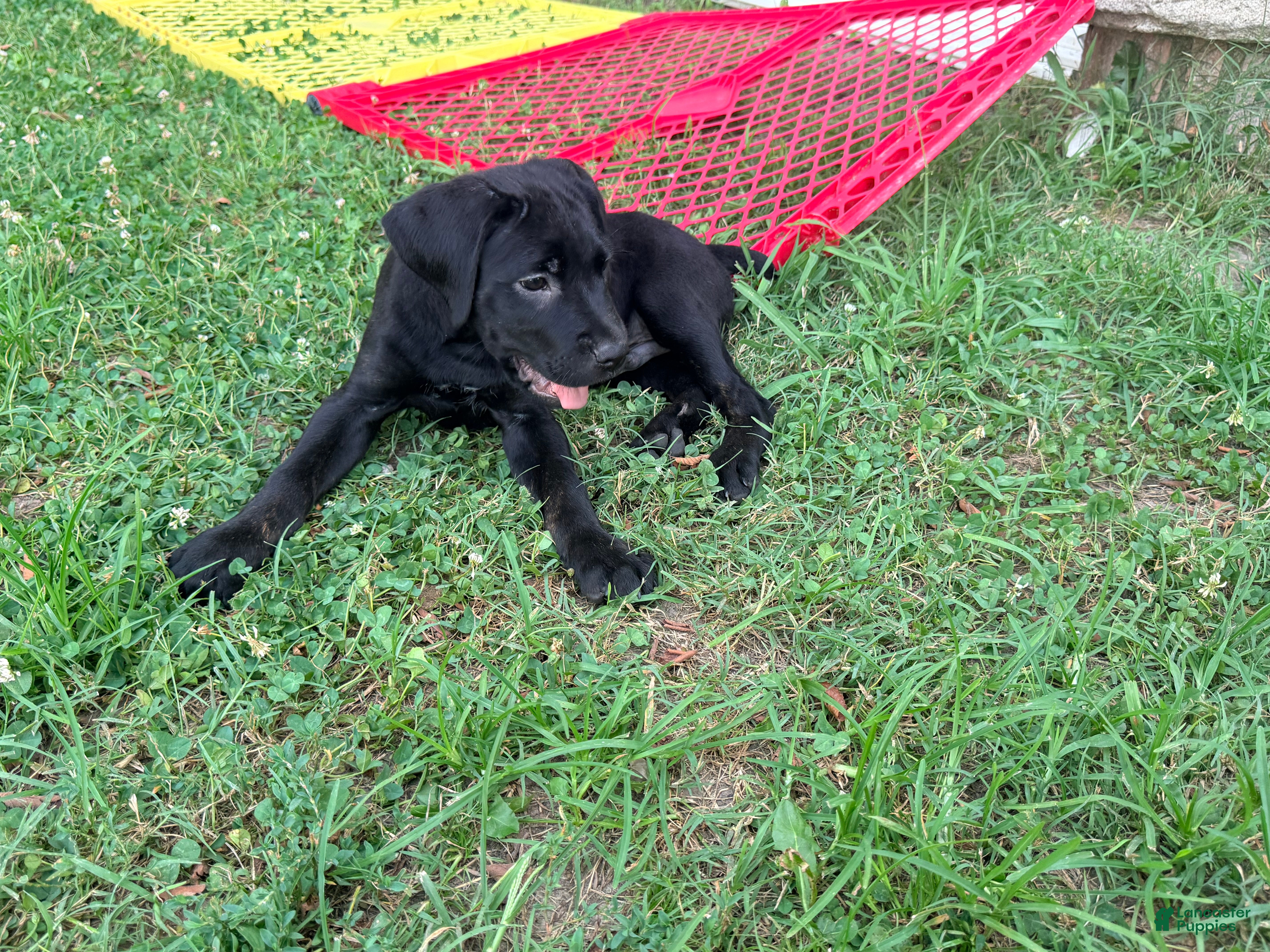 Cane Corso dogs Cain AKC red collar - Ad 19