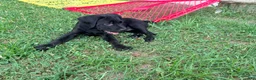 Cane Corso dogs for sale: Cain AKC red collar - Ad 13