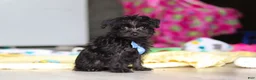 Yorkiepoo dogs for sale: Ricky - Ad 21