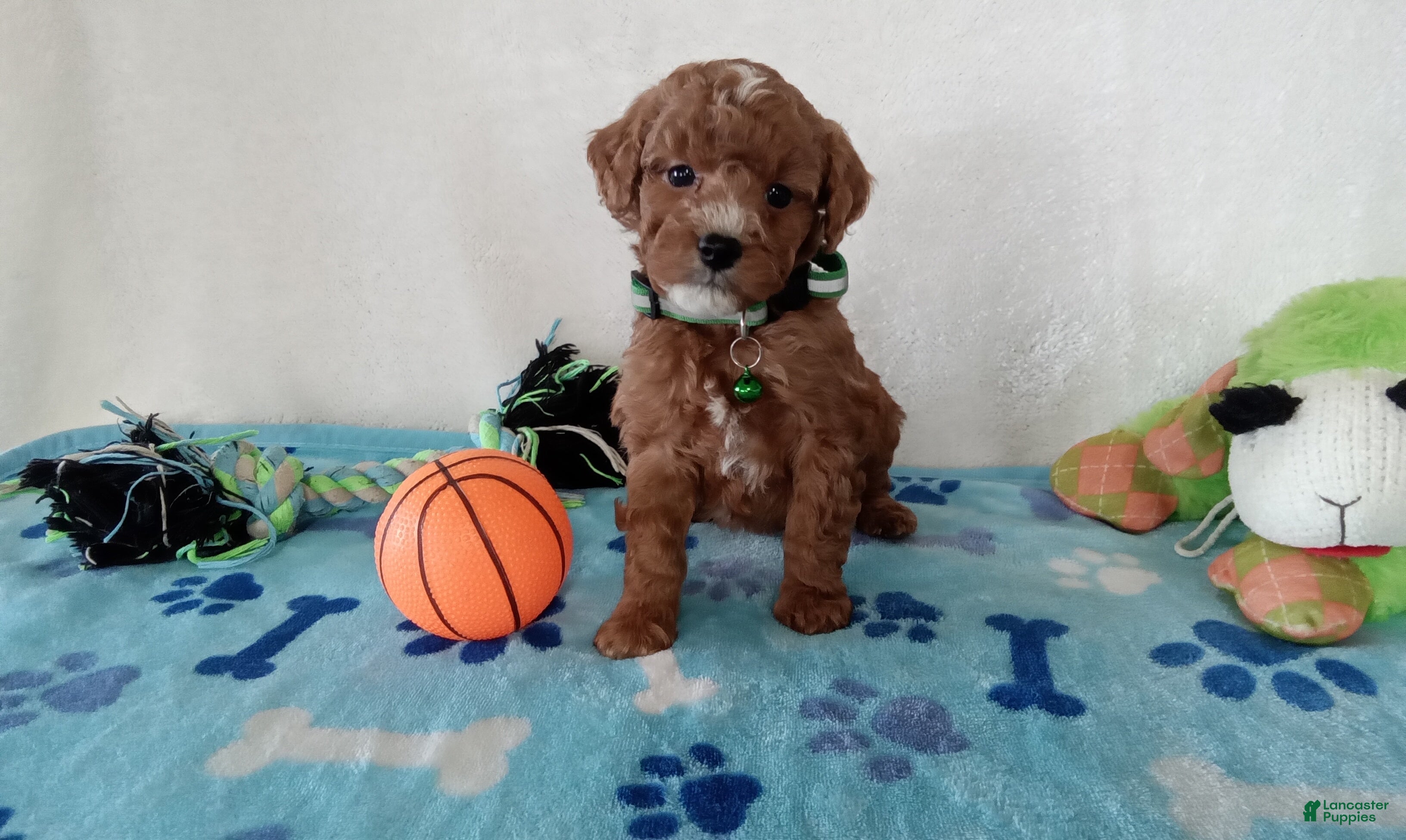 Cavapoo dogs Petey  - Ad 24