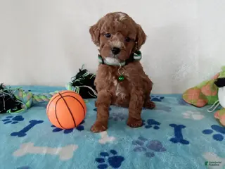 Cavapoo dogs Petey - Ad 24