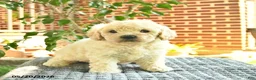 Mini Goldendoodle dogs for sale: April  - Ad 3