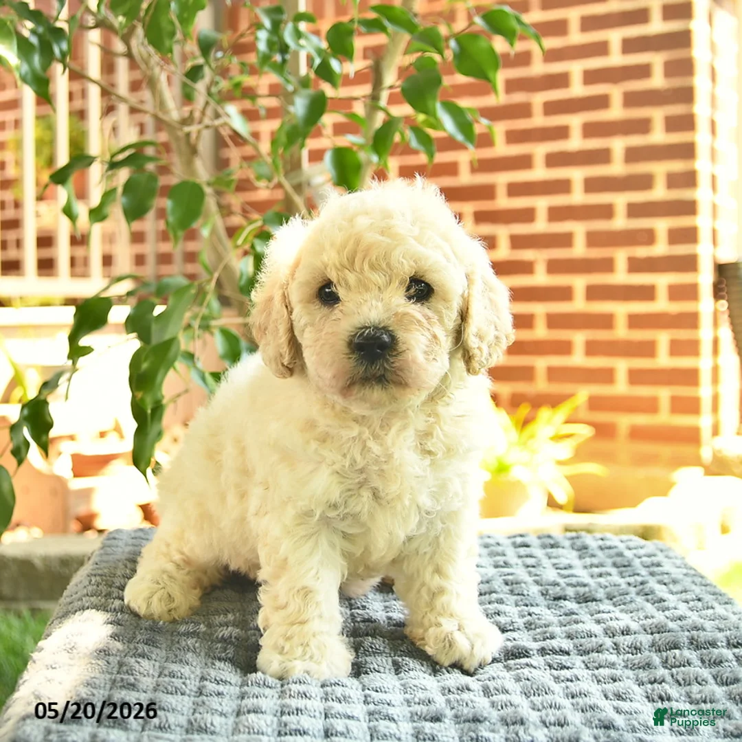 Mini Goldendoodle dogs for sale: April  - Ad 3