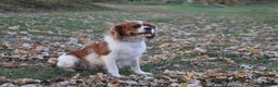 Cavalier King Charles Spaniel dogs for sale: Leo - Ad 13