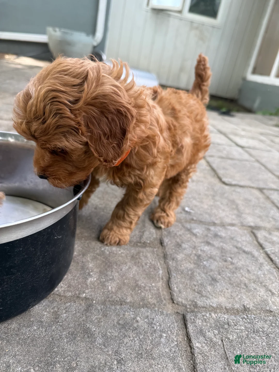 Mixed Breed dogs for sale: Sunny - Ad 2