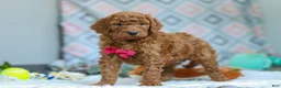 Goldendoodle dogs for sale: Snickers - Ad 3