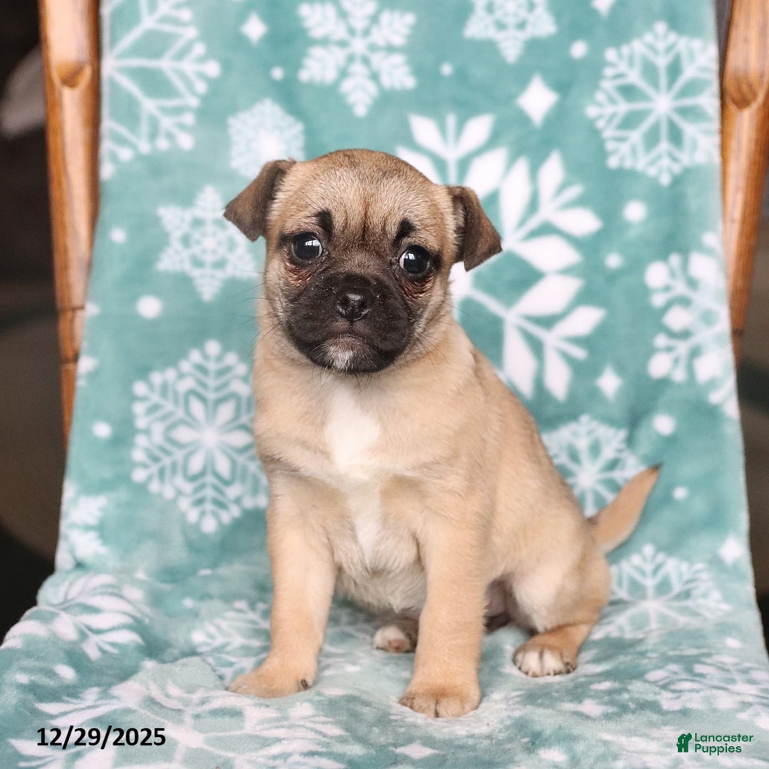 Jug dogs for sale: Julie  - Ad 1