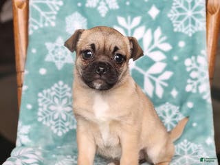 Jug dogs Julie - Ad 15