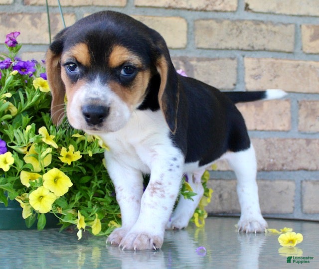 Beagle dogs for sale: Charlie - Ad 3