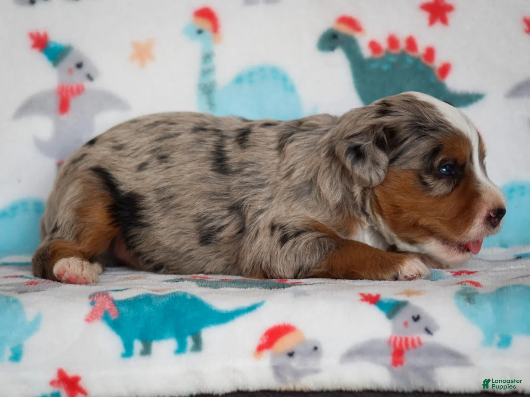 Mini Bernedoodle dogs for sale: Zyler - Ad 1