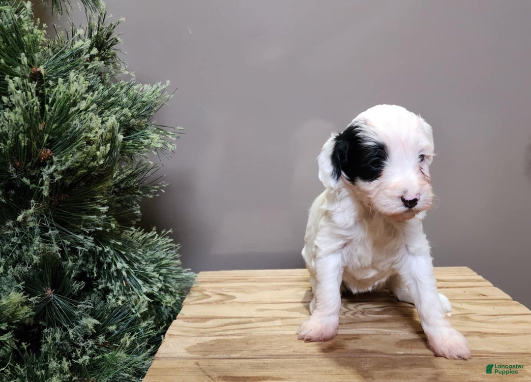 Mini Bernedoodle dogs for sale: Sparkle - Ad 16