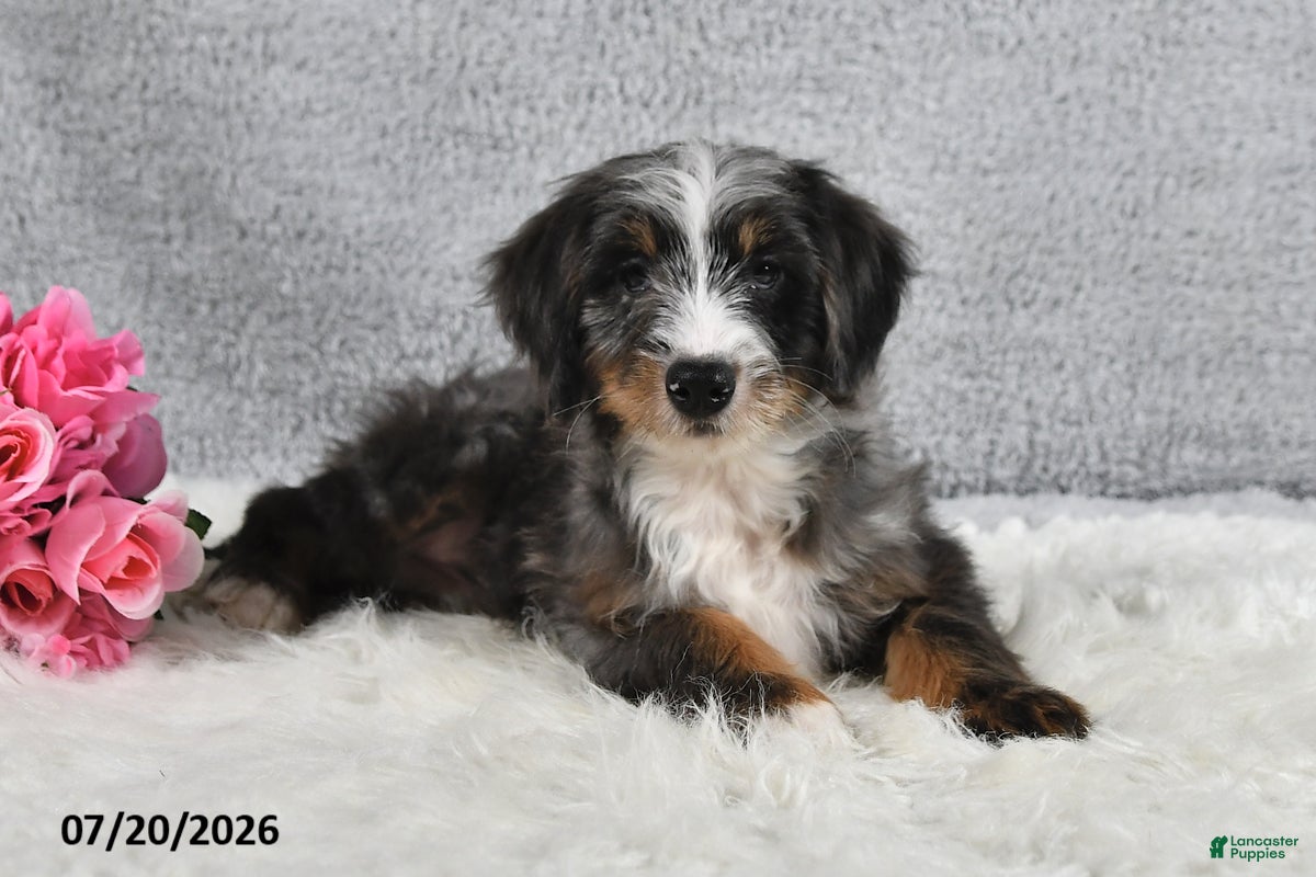 Mini Bernedoodle dogs Sophia - Ad 1
