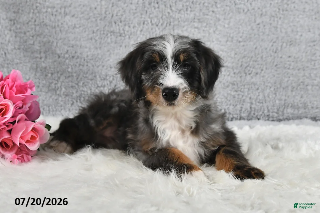 Ray or Lois Zimmerman - Lilac Lane Puppies | Lancaster Puppies