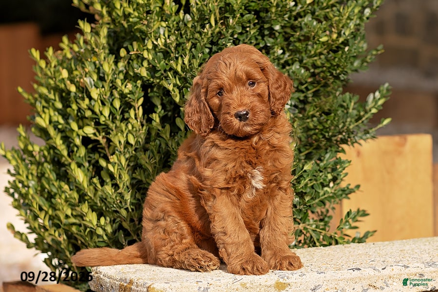 Mini Goldendoodle dogs Teddy - Ad 2