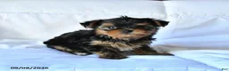 Yorkshire Terrier dogs for sale: Bandit - Ad 3
