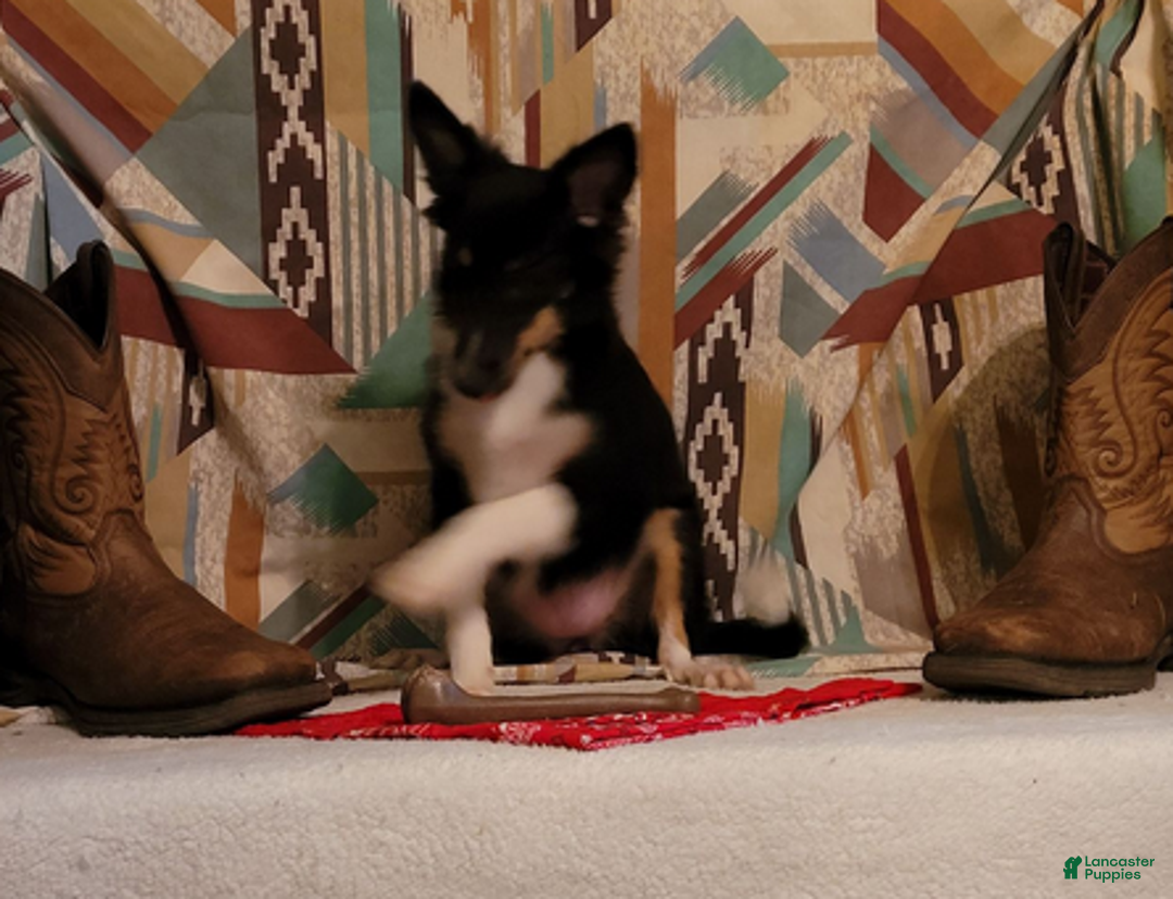 Shetland Sheepdog dogs for sale: Sweetie pie - Ad 2