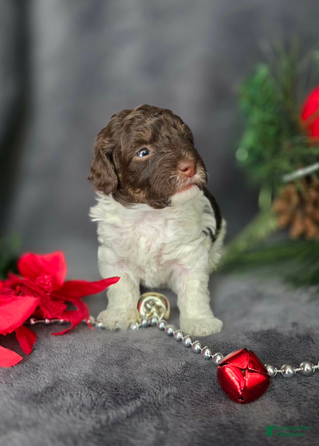 Havapoo dogs for sale: Kaya  - Ad 3