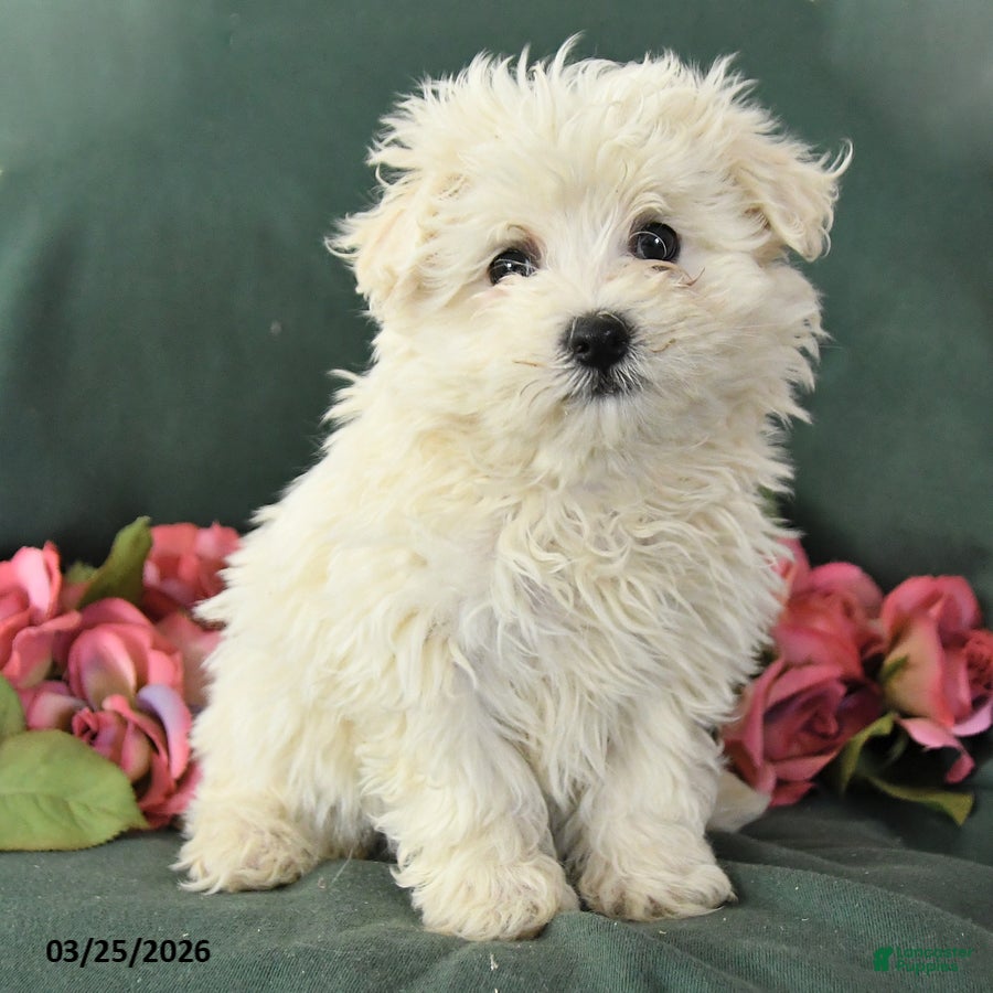 Mixed Breed dogs Sunny  - Ad 2