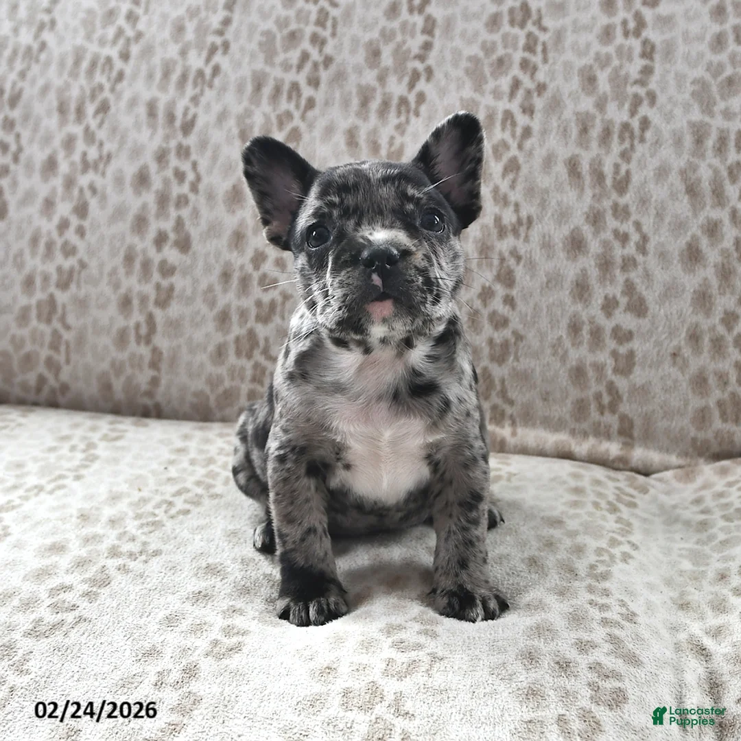 Frenchton dogs for sale: Audrey - Ad 1