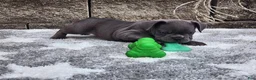 French Bulldog dogs for sale: Sophie  - Ad 3