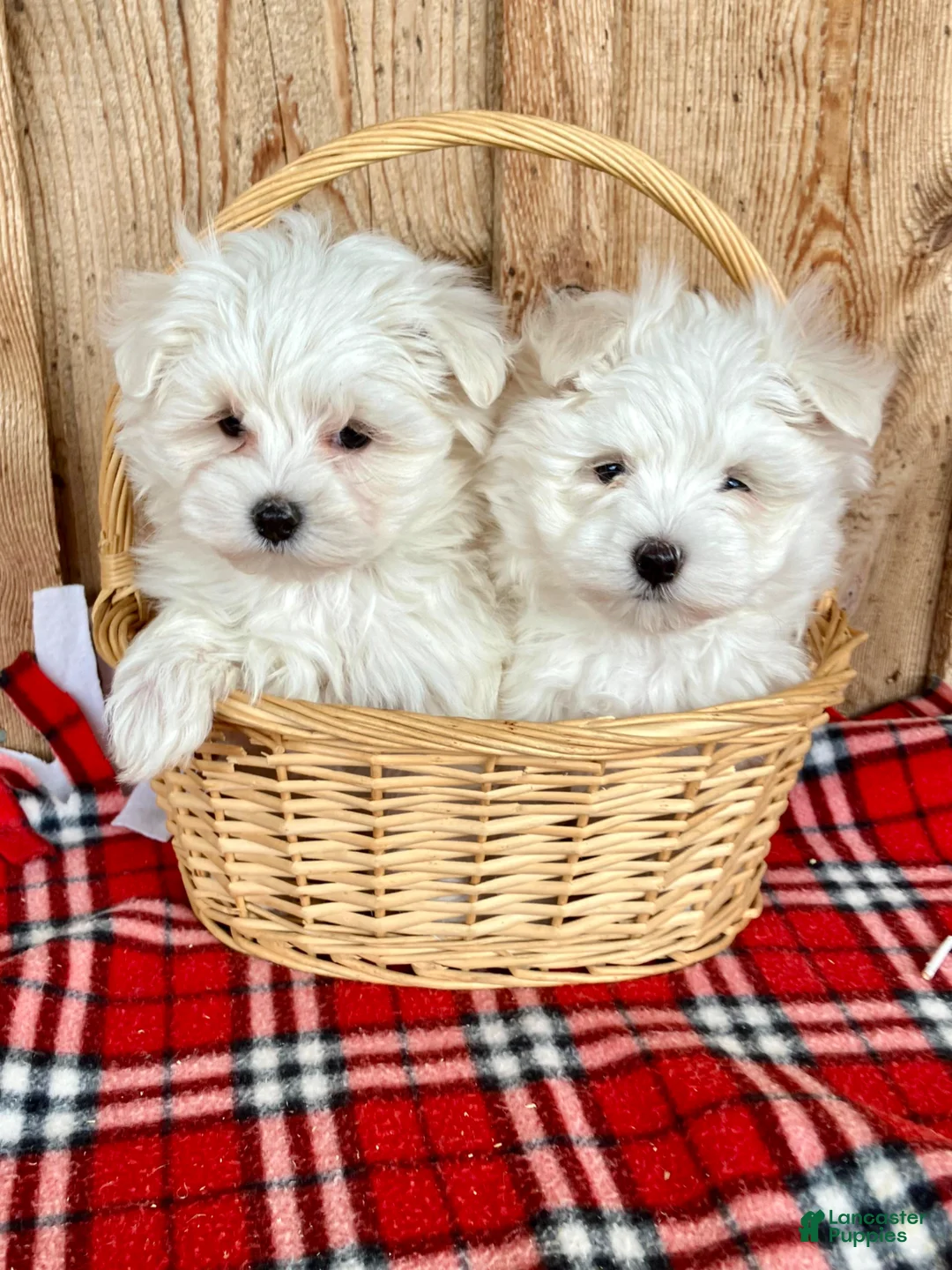 Maltese dogs for sale: Oscar - Ad 6