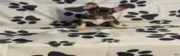 French Bulldog dogs for sale: Squeak - Ad 2