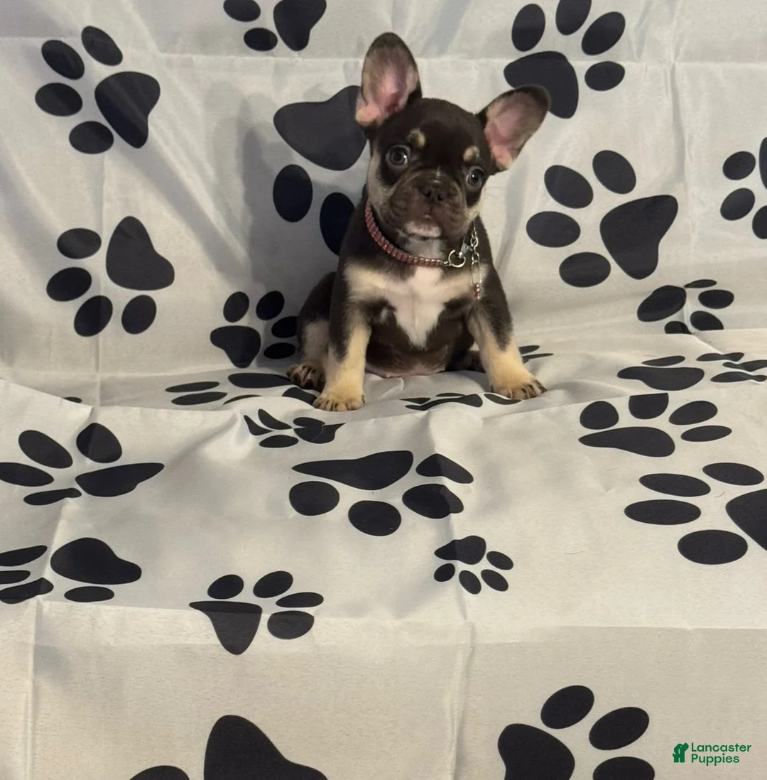 French Bulldog dogs for sale: Squeak - Ad 2