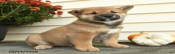 Shiba Inu dogs for sale: Lord Archibald - Ad 1