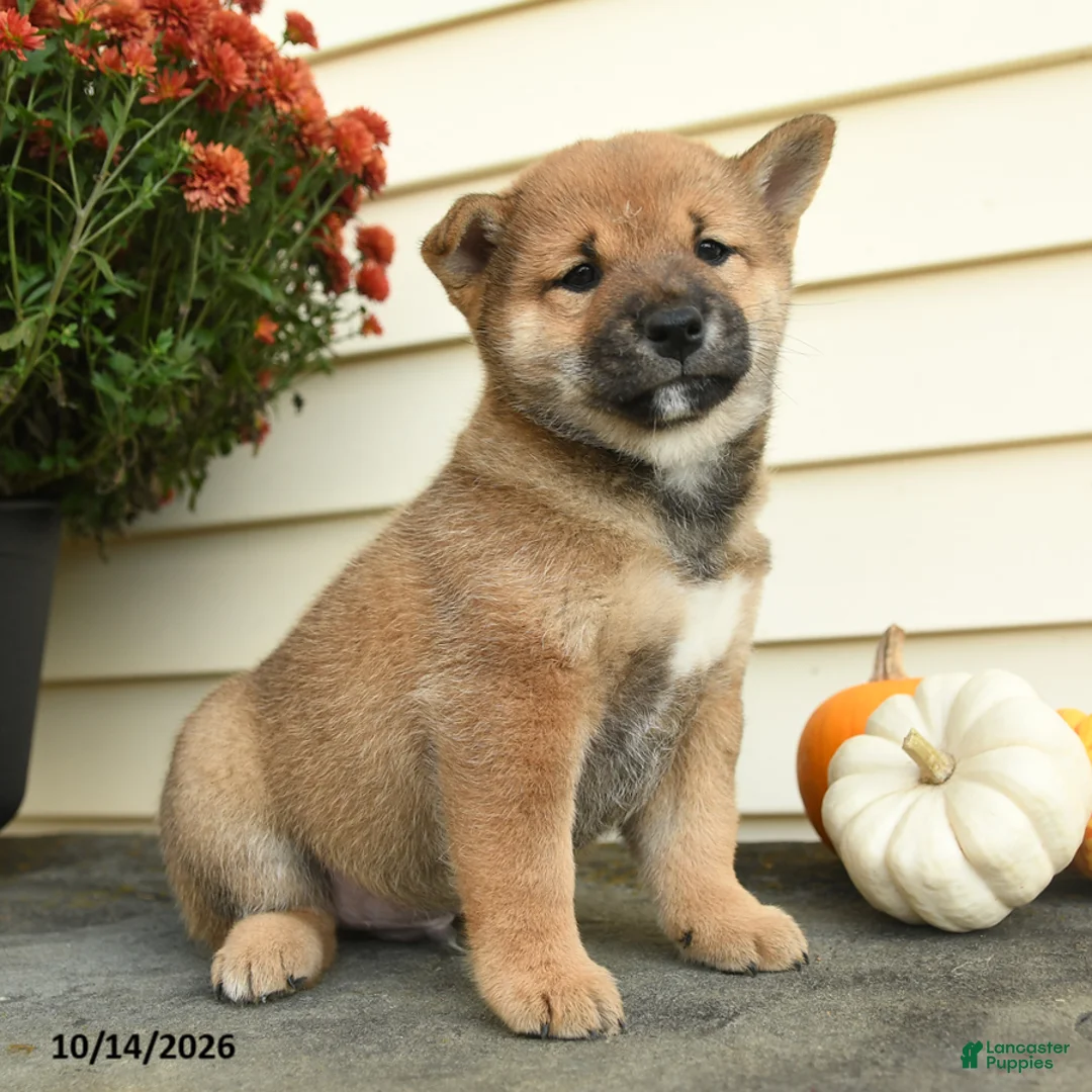 Shiba Inu dogs for sale: Lord Archibald - Ad 1